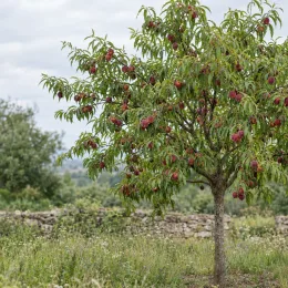 Pêcher 'Sanguine' (Prunus persica) — arbre fruitier couvert de fruits rouges · Photo d'illustration