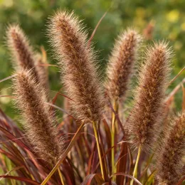 Herbe aux écouvillons 'Simonette' (Pennisetum) — épis plumeux brun clair sur feuillage fin · Photo d'illustration