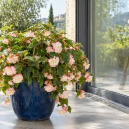 Bégonia parfumée 'Angélique' (Begonia odorata) — plante fleurie en pot bleu sur terrasse
