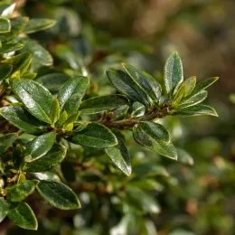 Azalée japonaise (Azalea japonica) — gros plan sur feuillage vert luisant