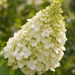 Hortensia paniculé 'Selection' (Hydrangea paniculata) — gros plan sur panicule de petites fleurs claires · Photo d'illustration