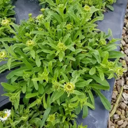 Aster des alpes 'Albus' (Aster alpinus) — touffe de feuillage vert avec nombreux boutons floraux · Pot 3L