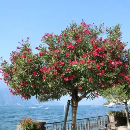 Laurier rose (rouge) — arbre fleuri au bord d'un lac