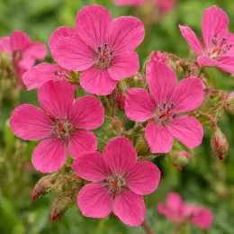 Pélargonium 'Karmina' (Geranium × cantabrigiense) — gros plan de fleurs roses à cinq pétales · Photo d'illustration