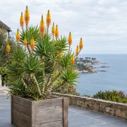 Aloès 'Artic jungle' (Aloe striatula) — plante succulente dressée en bac bois sur terrasse · Photo d'illustration