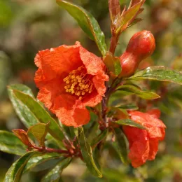 Grand grenadier à fruit 'Provence' (Punica granatum) — fleur orange ouverte avec boutons et feuillage · Photo d'illustration