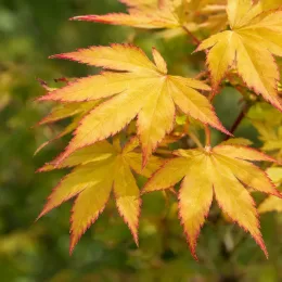 Érable du japon 'Summer gold' (Acer palmatum) — feuilles lobées jaunes bordées de rouge
