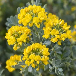 Coronilla (Coronilla glauca) — grappes de petites fleurs jaunes vives · Photo d'illustration