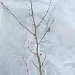 Noisetier (Corylus avellana) — jeune arbuste nu à fines branches en pot · Pot 2.5L Touffe
