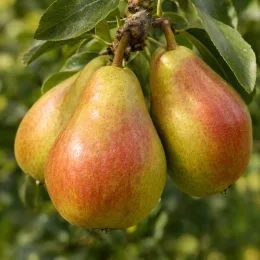 Poirier colonnaire 'Obelisk' (Pyrus communis) — groupe de poires mûres sur branche feuillée · Photo d'illustration