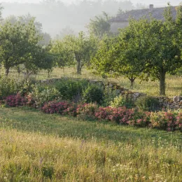 Rosier couvre-sol 'V19' (Rosa) — massif de fleurs roses bordant un muret · Photo d'illustration