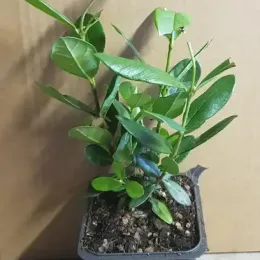 Goyavier du Brésil (Feijoa sellowiana) — jeune plant feuillu en pot plastique · Godet