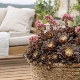 Joubarbe chocolat 'Charms choco latte' (Sempervivum) — rosette succulente fleurie dans grand panier tressé · Photo d'illustration