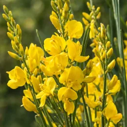 Genêt d'espagne (Spartium junceum) — grappes de fleurs jaunes lumineuses sur tiges vertes · Photo d'illustration