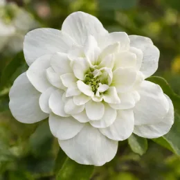 Cornouiller à fleurs américain 'Pluribracteata' (Cornus florida) — gros plan sur une grande fleur blanche · Photo d'illustration