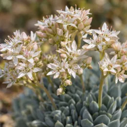 Orpin artichaut (Sedum pachyclados) — inflorescences étoilées pâles au-dessus de rosettes charnues · Photo d'illustration