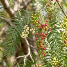 Faux poivrier (Schinus) — grappes de baies rouges et vertes avec fleurs
