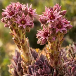 Joubarbe à rosette couleur prune 'Plum parfait' (Sempervivum) — tiges florales dressées aux fleurs étoilées roses · Photo d'illustration