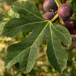 Figuier 'Jordan' (Ficus carica) — grand feuillage palmé avec fruits violets mûrs