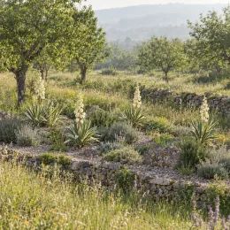 Yucca 'Variegata' (Yucca gloriosa) — massif naturel avec plusieurs plantes dressées fleuries · Photo d'illustration