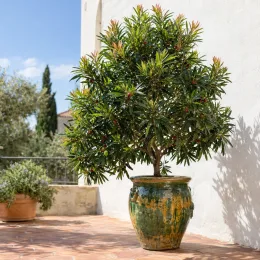 Podocarpe montagnard (Podocarpus nerifolia) — arbre ornemental en pot vernissé sur terrasse · Photo d'illustration