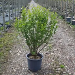 Althéa 'China chiffon' (Hibiscus syriacus) — jeune arbuste vert en pot sur allée de pépinière · Pot 15L