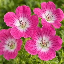 Pélargonium 'Anne' (Geranium) — quatre fleurs roses à cœur blanc en gros plan · Photo d'illustration