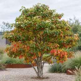 Cornouiller du japon 'Teutonia' (Cornus kousa) — petit arbre coloré au centre d’un massif · Photo d'illustration