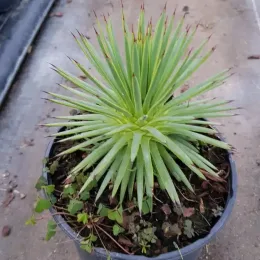 Agave à feuilles striées (Agave striata) — rosette de feuilles rigides et étroites en pot · Pot 2.5L