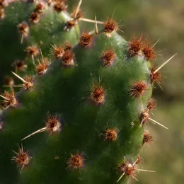 Oponce à fleurs oranges (Opuntia elata) — raquette de cactus verte avec épines brunes