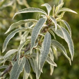 Poirier à feuilles de saule 'Pendula' (Pyrus salicifolia) — rameau avec feuilles allongées duveteuses, gros plan · Photo d'illustration