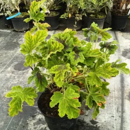 Géranium au parfum de menthe chocolat 'Chocolate' (Pelargonium tomentosum) — jeune plant au feuillage gaufré vert en pot · Pot 3L