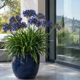 Agapanthe 'Blue' (Agapanthus) — touffe fleurie en pot vernissé sur terrasse · Photo d'illustration