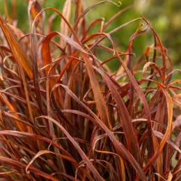 Laîche de buchanan 'Red rooster' (Carex buchananii) — touffe dense de feuilles longues et fines · Photo d'illustration