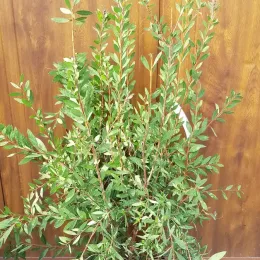 Rince-bouteille (Callistemon laevis) — arbuste buissonnant vert en pot devant cloison bois · Pot 8L Touffe