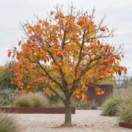 Plaqueminier 'Pomme o'gosho' (Diospyros kaki) — arbre isolé couvert de fruits orangés
