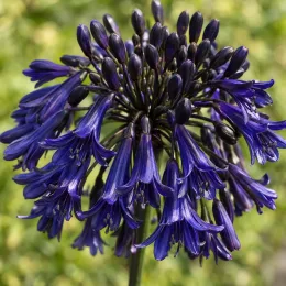 Agapanthe 'Magic' (Agapanthus) — ombelle dense de fleurs tubulaires violettes · Photo d'illustration