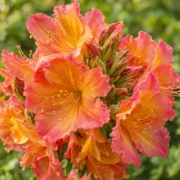 Azalée de chine (Azalea mollis) — gros plan de fleurs orangées et rosées