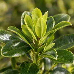 Fusain du japon 'Jean hugues' (Euonymus japonicus) — jeune pousse aux feuilles vernissées en gros plan · Photo d'illustration