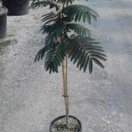 Arbre à soie 'Evey's pride' (Albizia) — jeune arbre décoratif en pot de pépinière · Pot 10L Mini-tige
