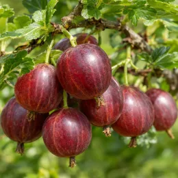 Groseillier à maquereau rouge 'Winham's industry' (Ribes uva) — gros plan sur grappes de baies rouges