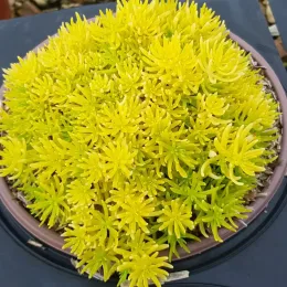 Orpin des rochers 'Yellow bouquet' (Sedum reflexum) — touffe dense de feuillage jaune en pot · Pot 2.5L Touffe