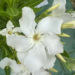 Laurier rose 'soeur Agnés' (Nerium olander) — grandes fleurs blanches avec boutons et feuillage vert