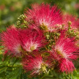 Arbre à soie à fleurs rouge 'Rouge selection' (Albizia) — gros plan d'inflorescences rouges plumeuses et boutons · Photo d'illustration