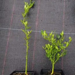 Orange trifoliée naine 'Flying dragon' (Poncirus trifoliata) — deux jeunes plants verts en godets noirs · Godet
