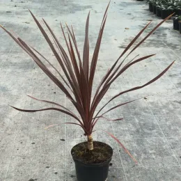 Cordyline 'Red comet' (Cordyline australis) — jeune plante graphique à longues feuilles rouges · Pot 2.5L