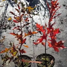Chêne des marais (Quercus palustris) — deux jeunes plants en pot au feuillage rouge · Pot 2.5L