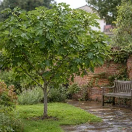 Figuier 'Sucrette' (Ficus carica) — arbre fruitier touffu près d’un banc de jardin