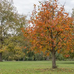 Plaqueminier 'Tipo' (Diospyros kaki) — arbre portant de nombreux fruits orange dans un parc