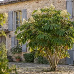Angélique du japon (Aralia japonica) — grand arbuste dressé fleuri devant maison en pierre